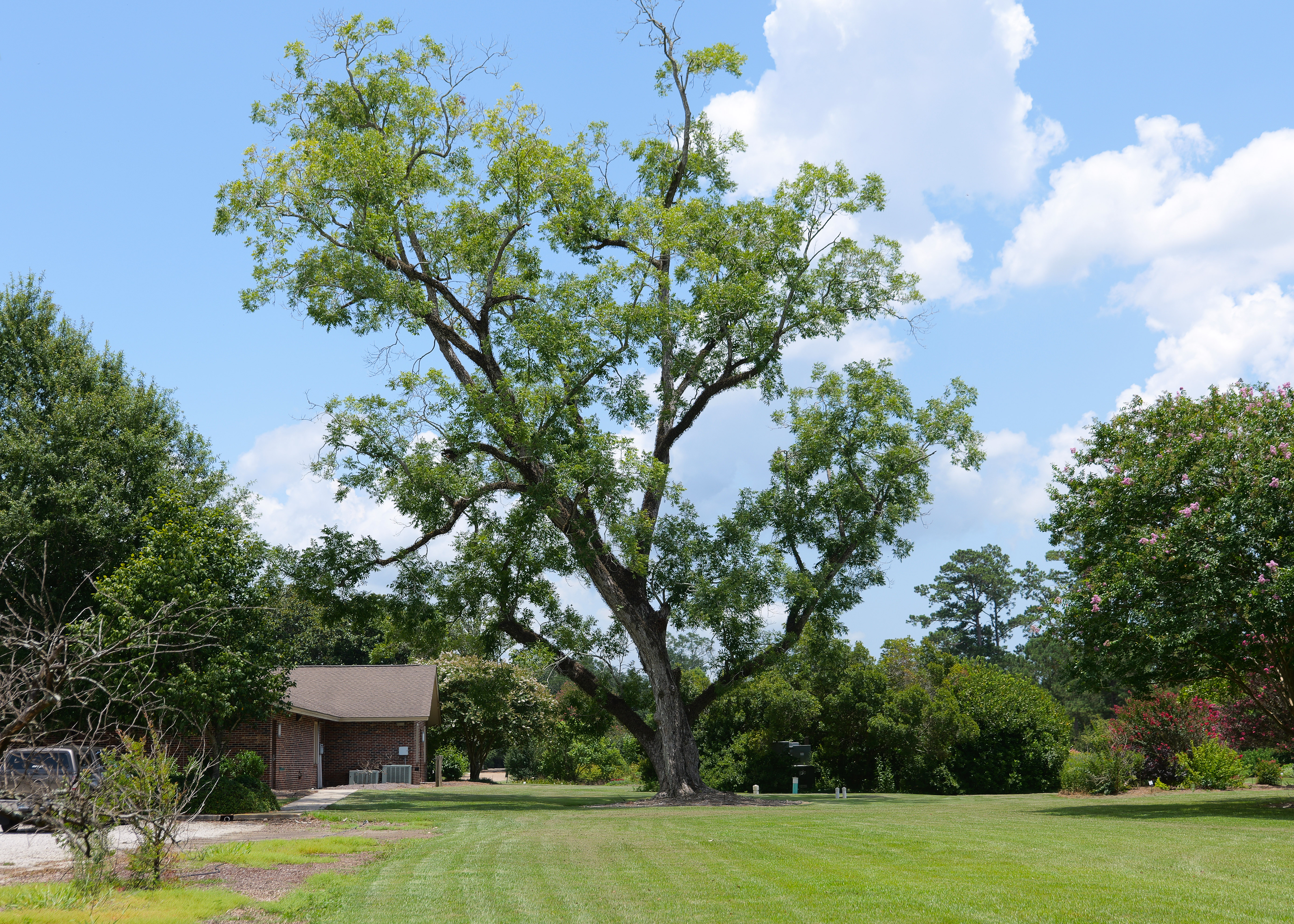 Give your trees a checkup before peak hurricane season arrives